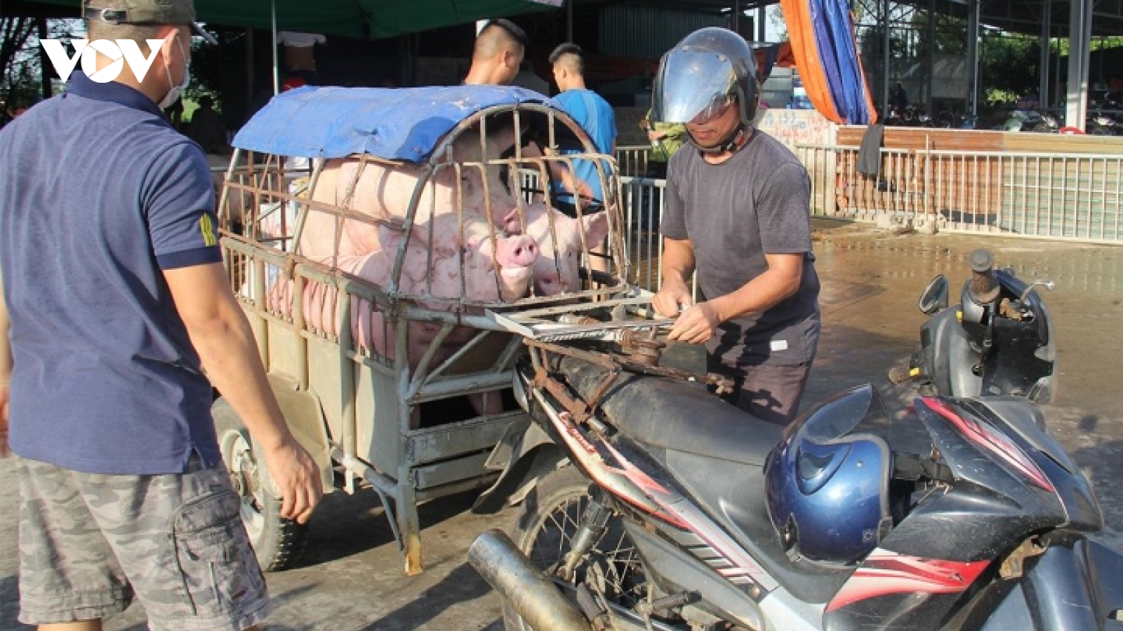 Người chăn nuôi không tái đàn, nỗi lo khủng hoảng thị trường heo hơi