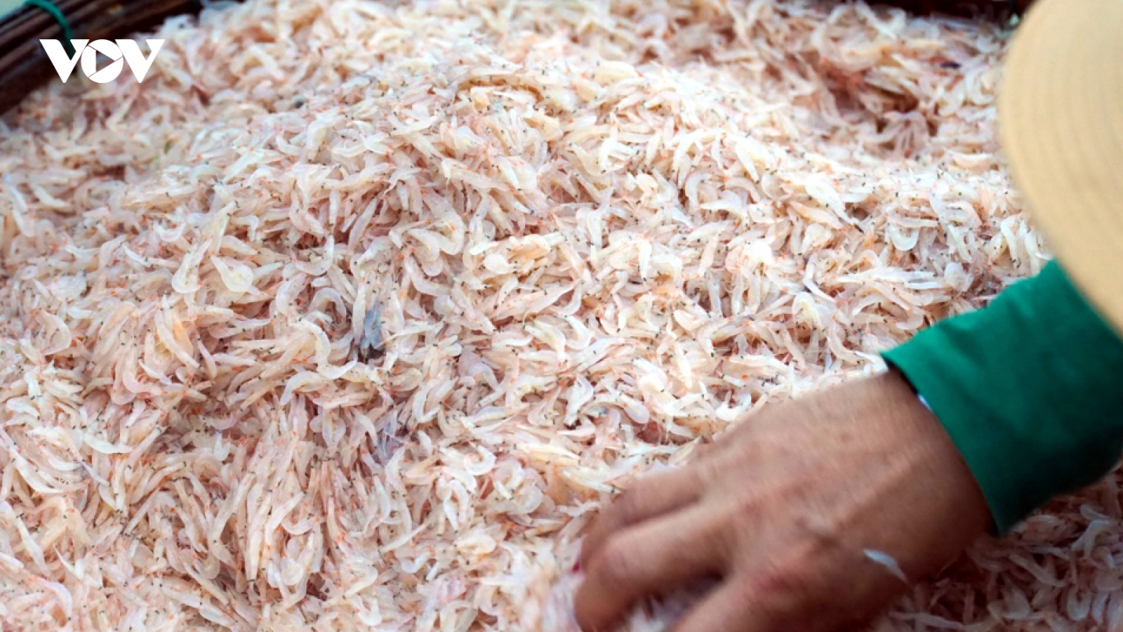Bơi thuyền “xúc” ruốc biển, ngư dân kiếm tiền triệu mỗi ngày