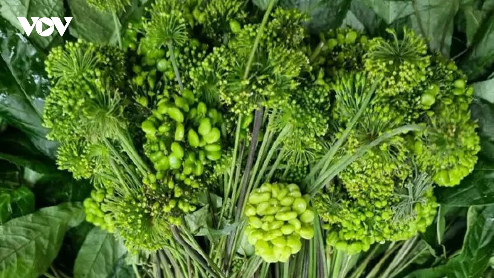 Loại hoa có giá đến 8 triệu đồng/kg vẫn được lùng mua ráo riết