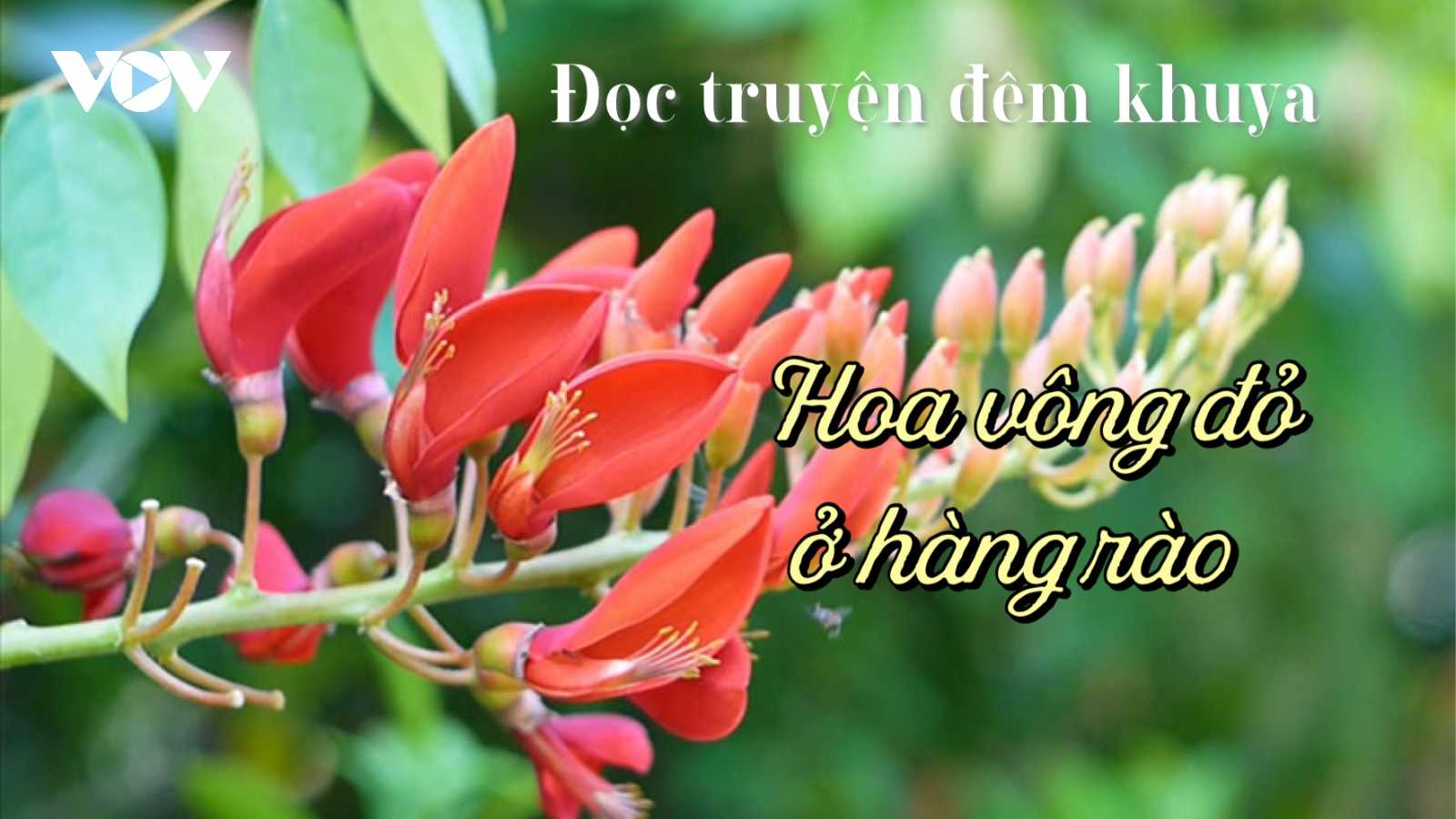 Truyện ngắn "Hoa vông đỏ ở hàng rào" - Tin vào mầm thiện