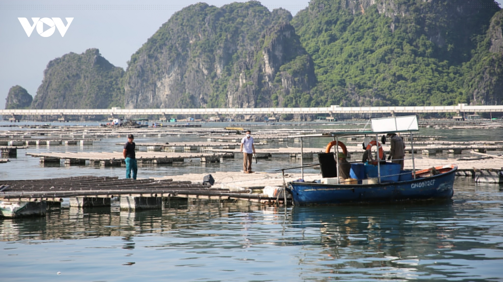 Quảng Ninh tạm đình chỉ 4 cán bộ liên quan đến nuôi trồng thủy sản trái phép