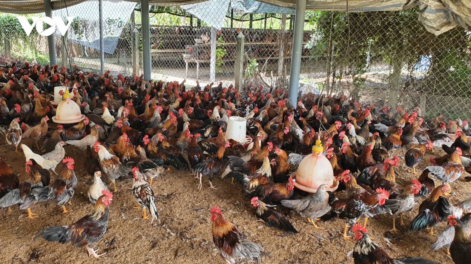 Giá thức ăn vẫn cao, nhiều trang trại nuôi gà ở Long An không dám tái đàn