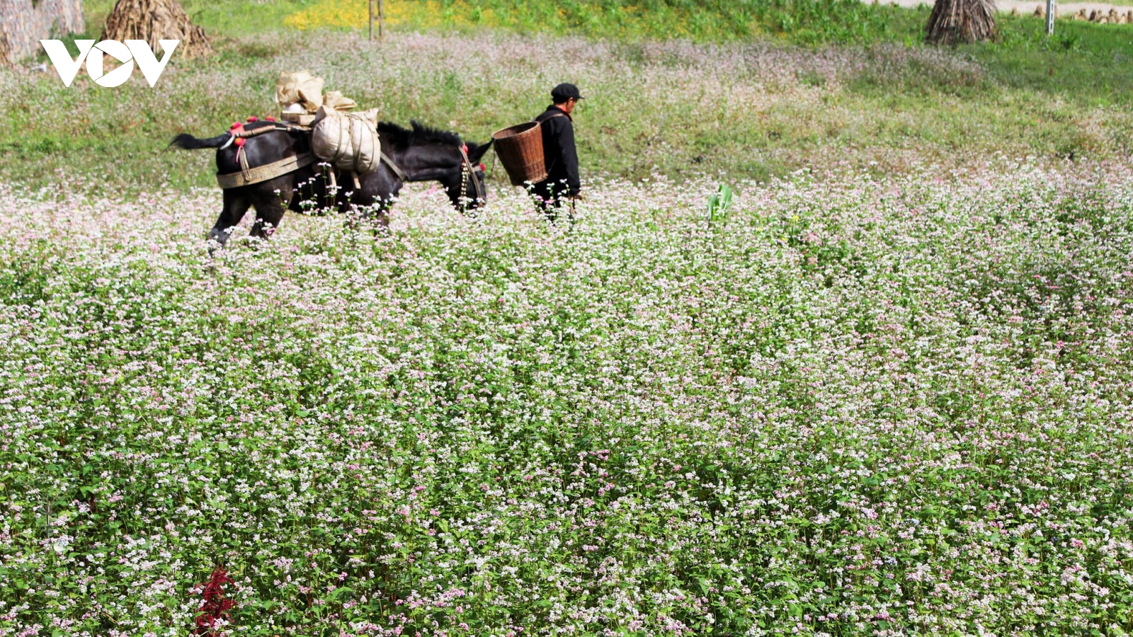 Hà Giang chuẩn bị 400 ha hoa tam giác mạch đón mùa lễ hội 2022