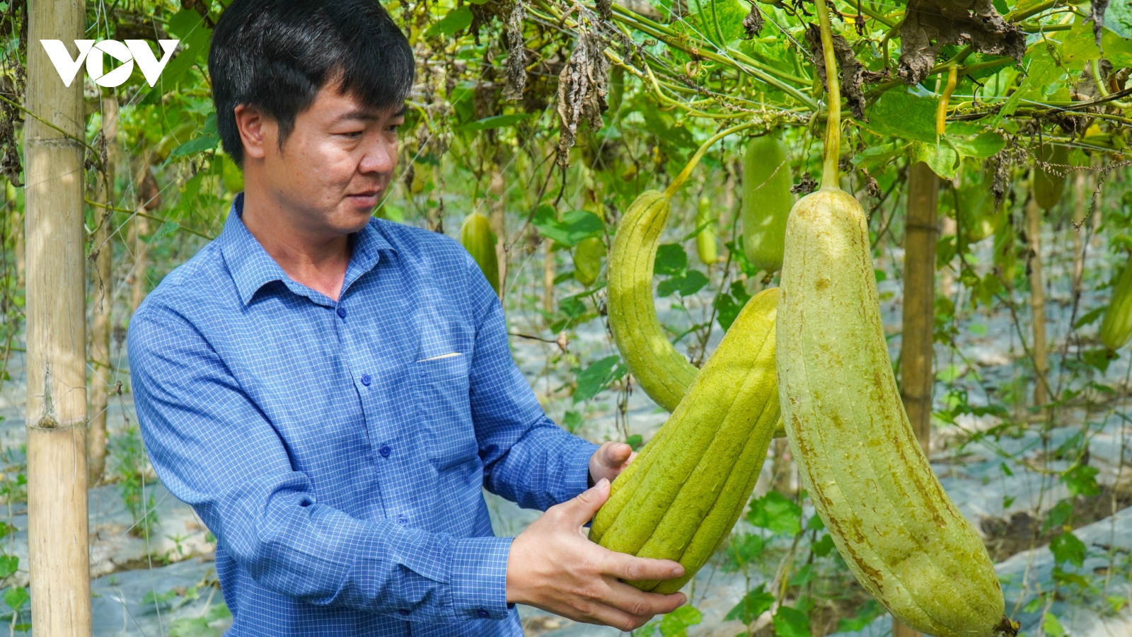 Bỏ việc văn phòng lương 30 triệu về quê làm giàu từ xơ mướp