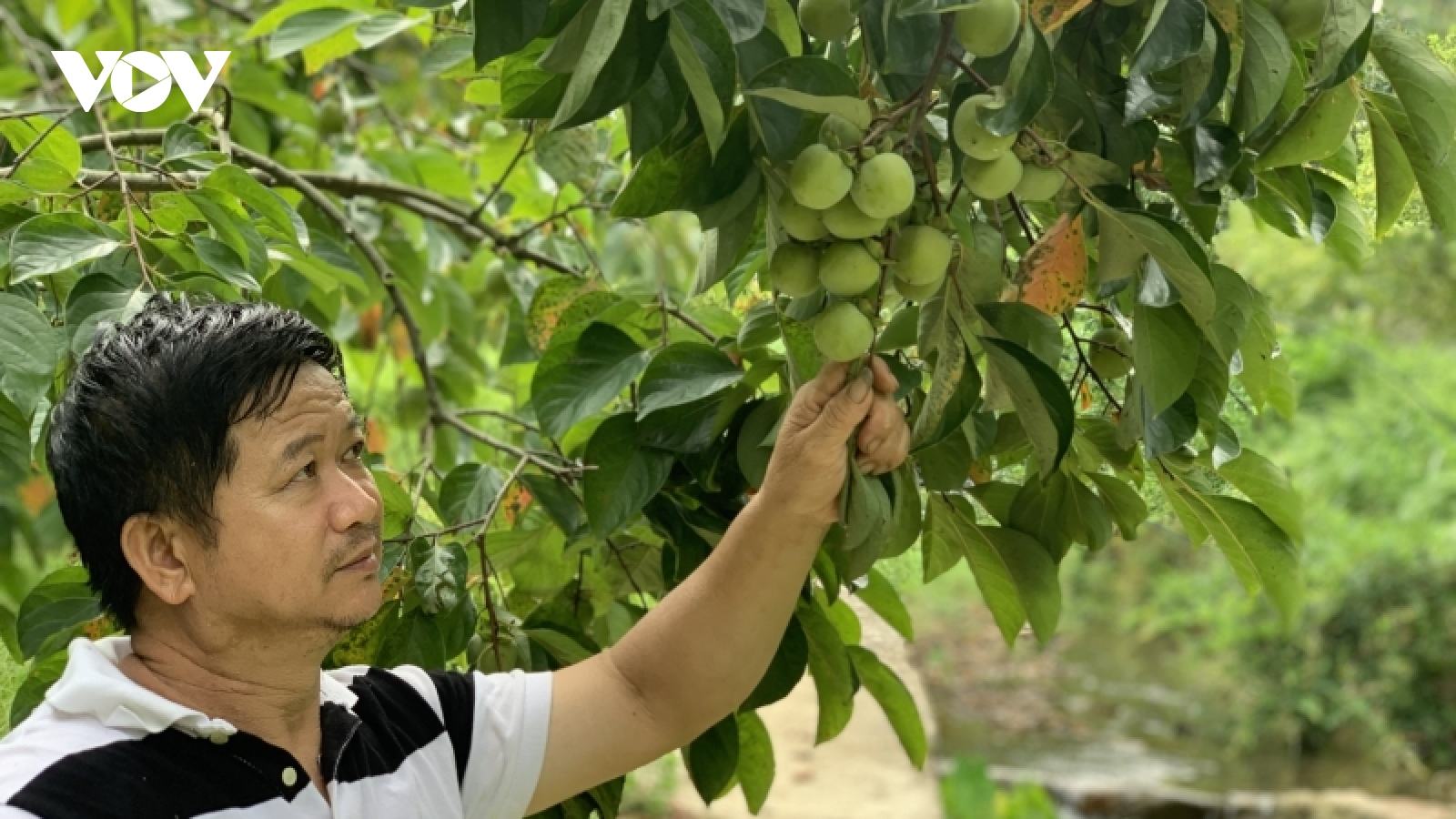 Lão nông người Tày với khát vọng làm giàu trên mảnh đất biên cương