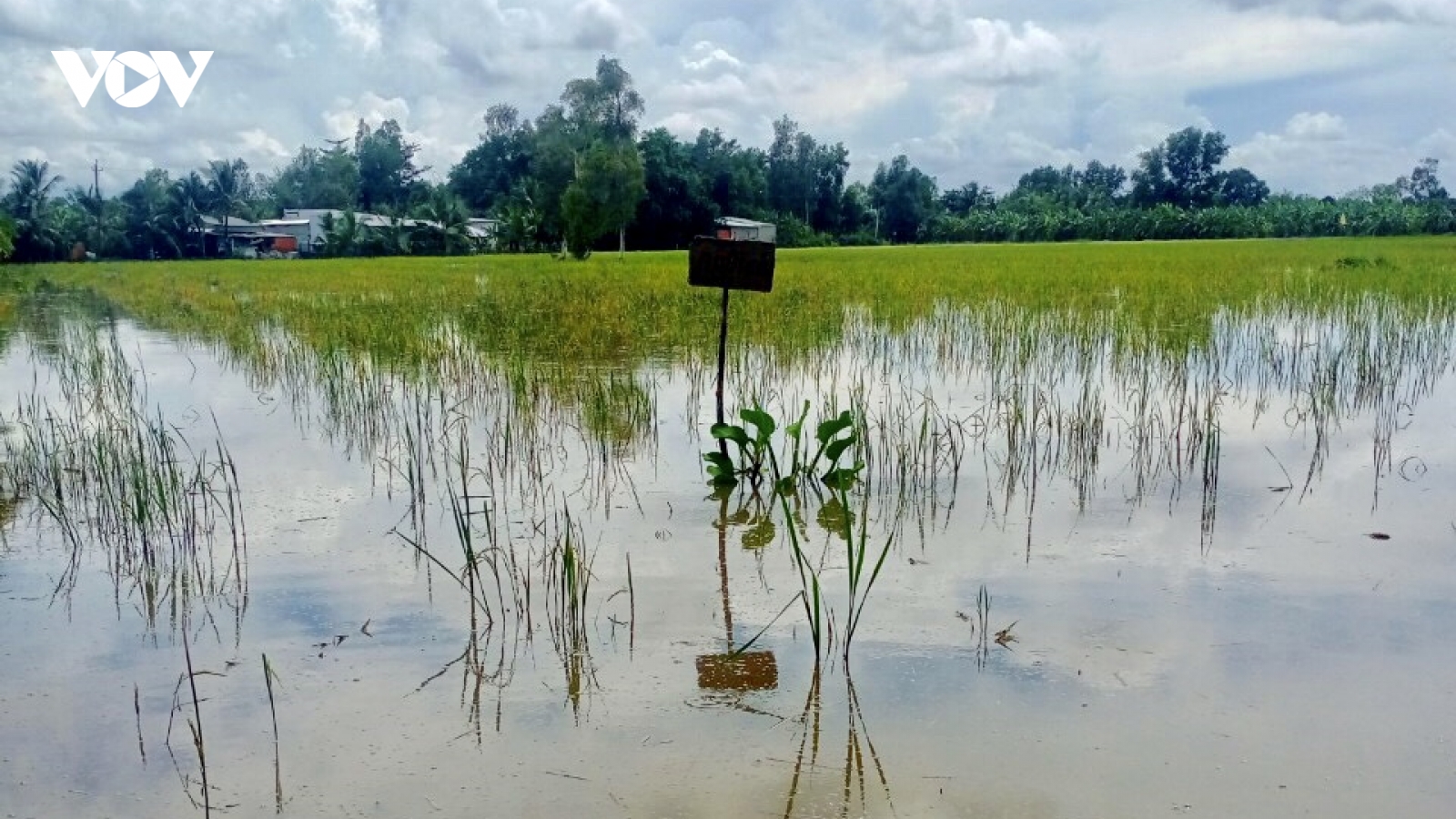 Nông dân Hậu Giang thả nuôi cá trên ruộng thay thế vụ lúa Thu đông