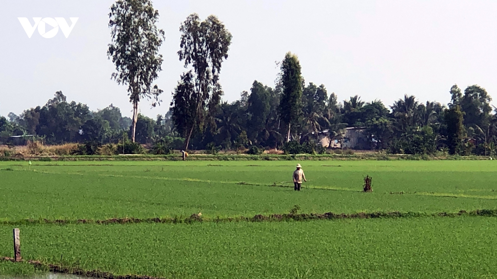 Thu hoạch không có lãi, Hậu Giang giảm diện tích lúa Thu Đông