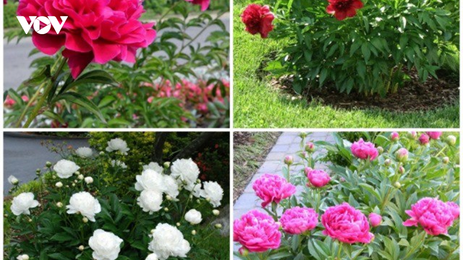 Thiết kế vườn nhà với hoa đẹp quyến rũ