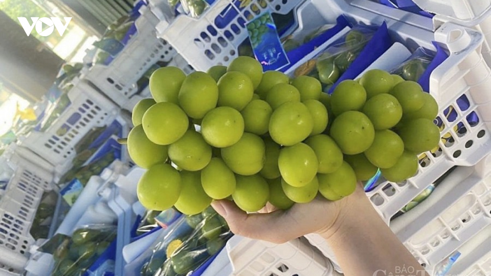 Sự thật về nho mẫu đơn to như trứng chim cút bán với giá rẻ