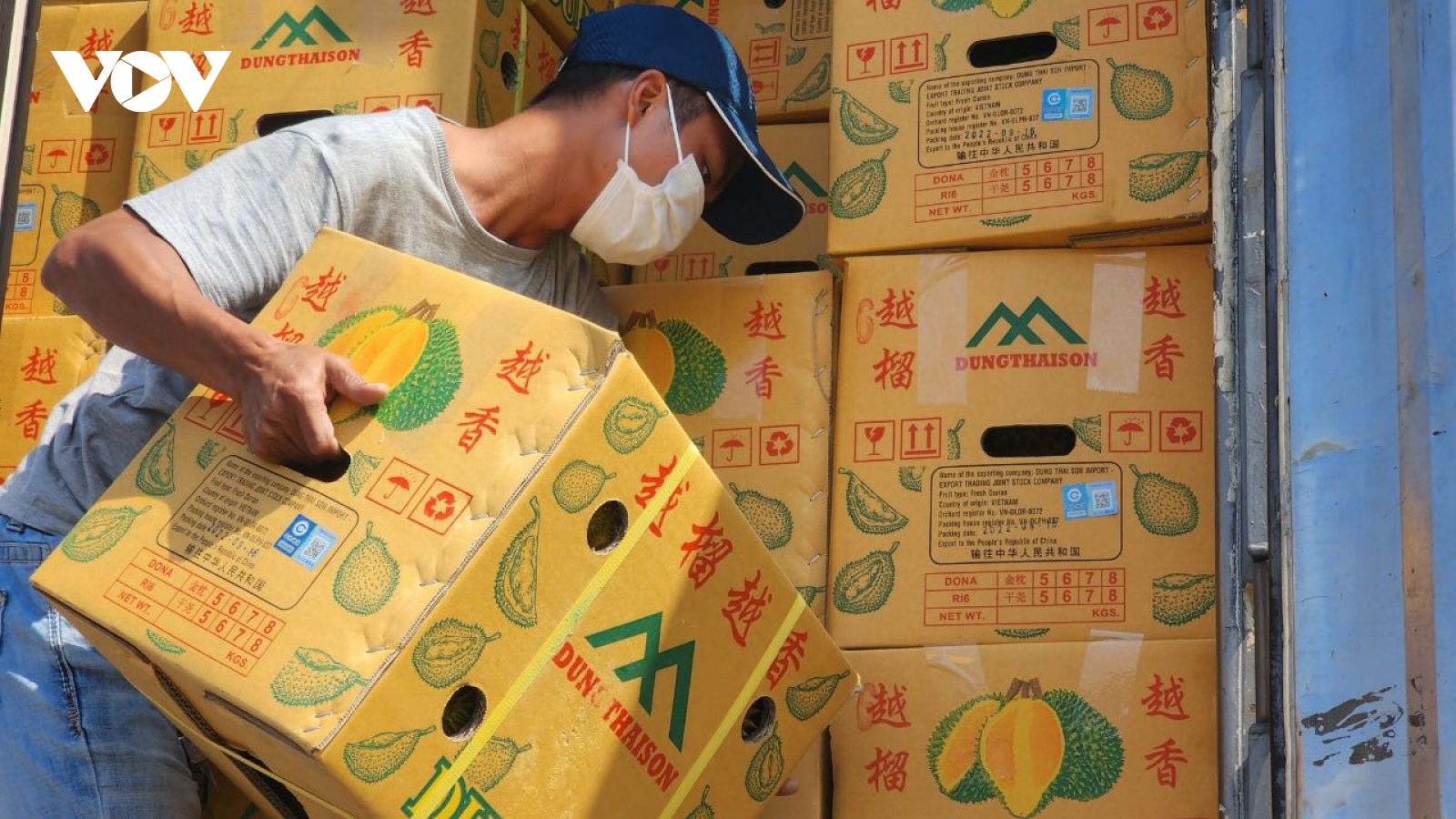 Xuất khẩu chính ngạch 100 tấn sầu riêng Việt Nam vào thị trường Trung Quốc