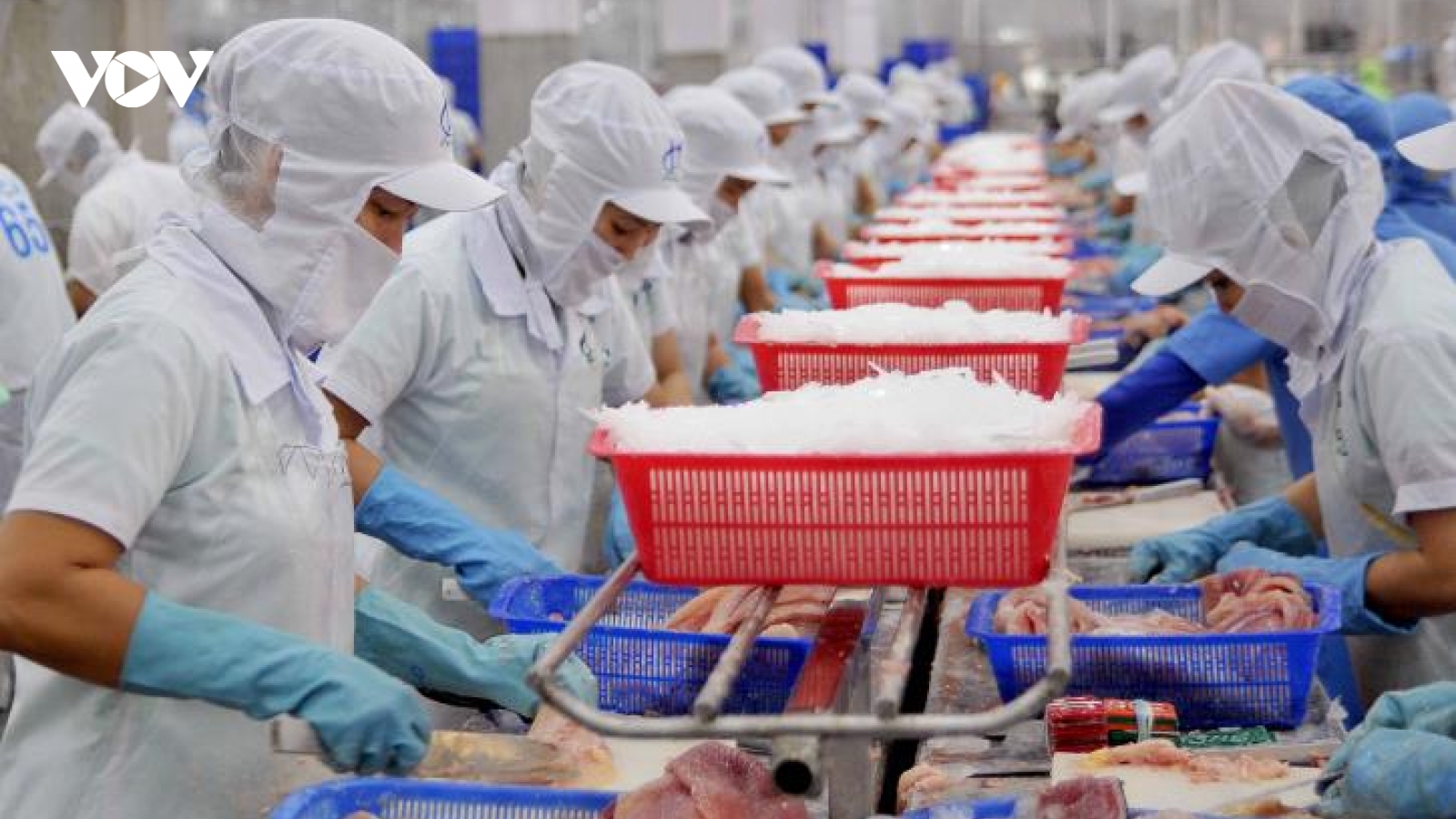 Xuất khẩu cá tra sẽ khởi sắc trong những tháng cuối năm