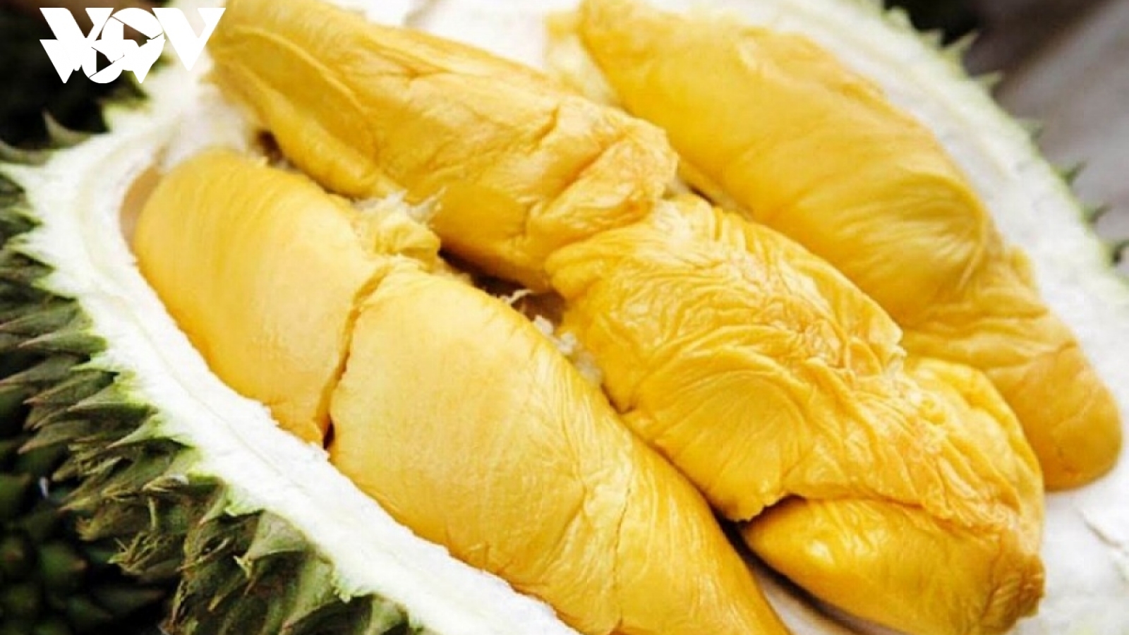 51 mã vùng trồng sầu riêng đạt tiêu chuẩn xuất khẩu sang Trung Quốc