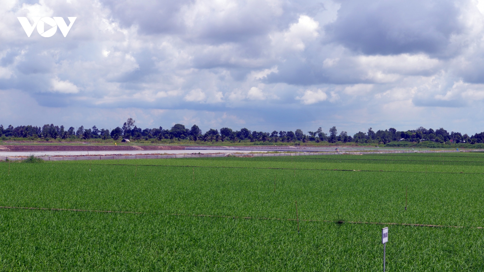Tránh hạn mặn, ĐBSCL chọn mức độ an toàn trong sản xuất lúa Đông Xuân
