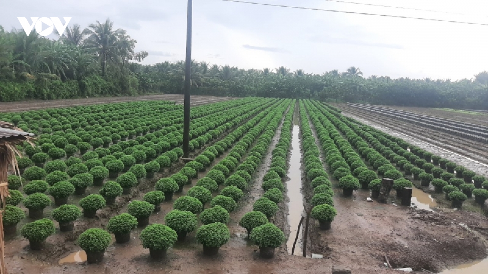 Tiền Giang vận hành 183 cống đập ngăn triều cường, chống ngập úng
