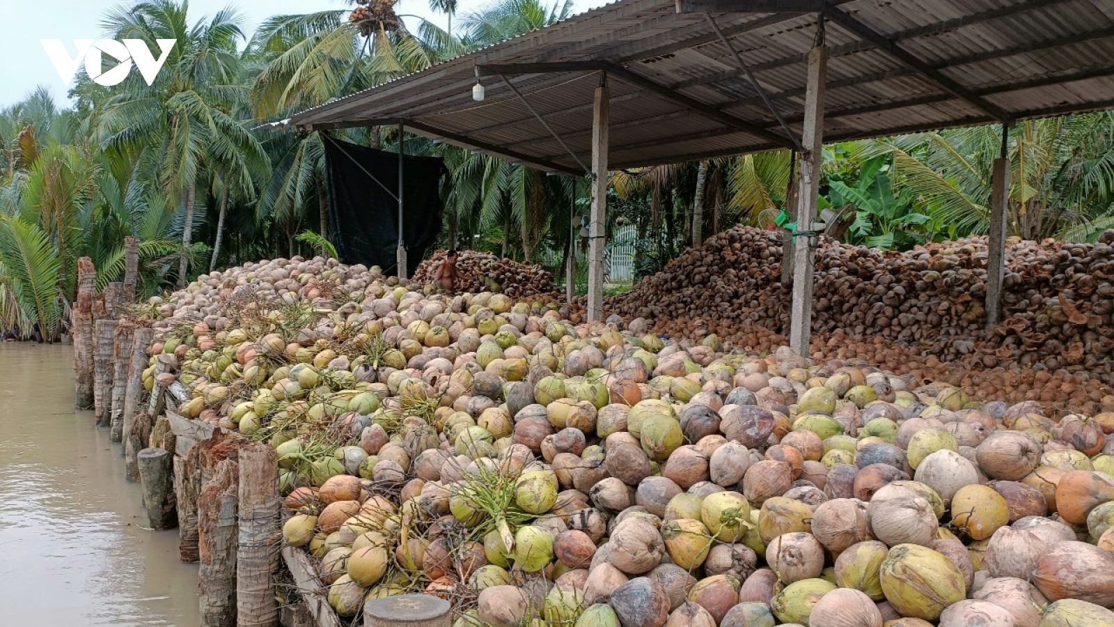 Người trồng dừa Bến Tre thất thu vì ‘thiệt hại kép”
