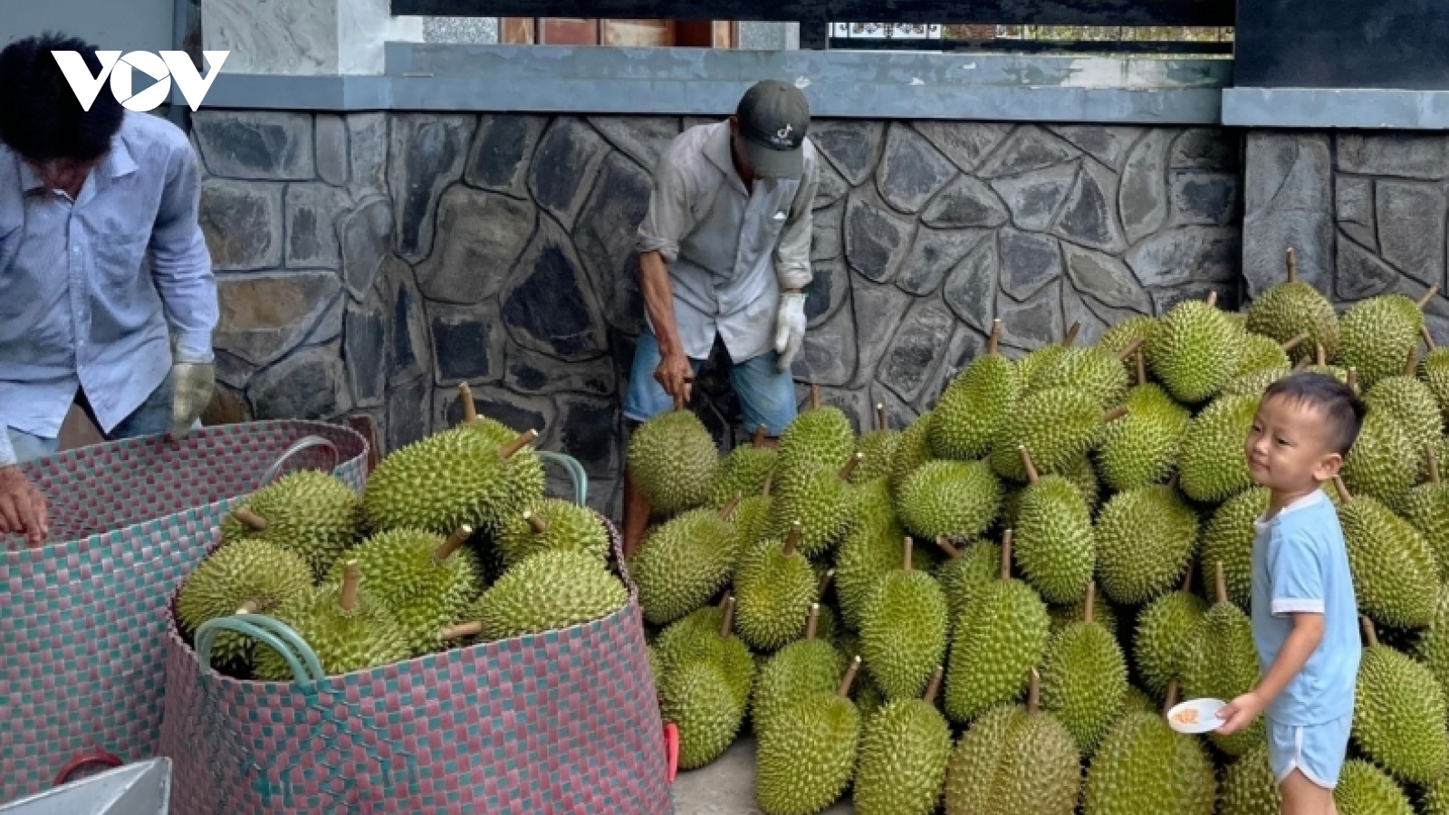 Hàng nghìn ha cây sầu riêng trên vùng đất lúa tăng hiệu quả hàng chục lần