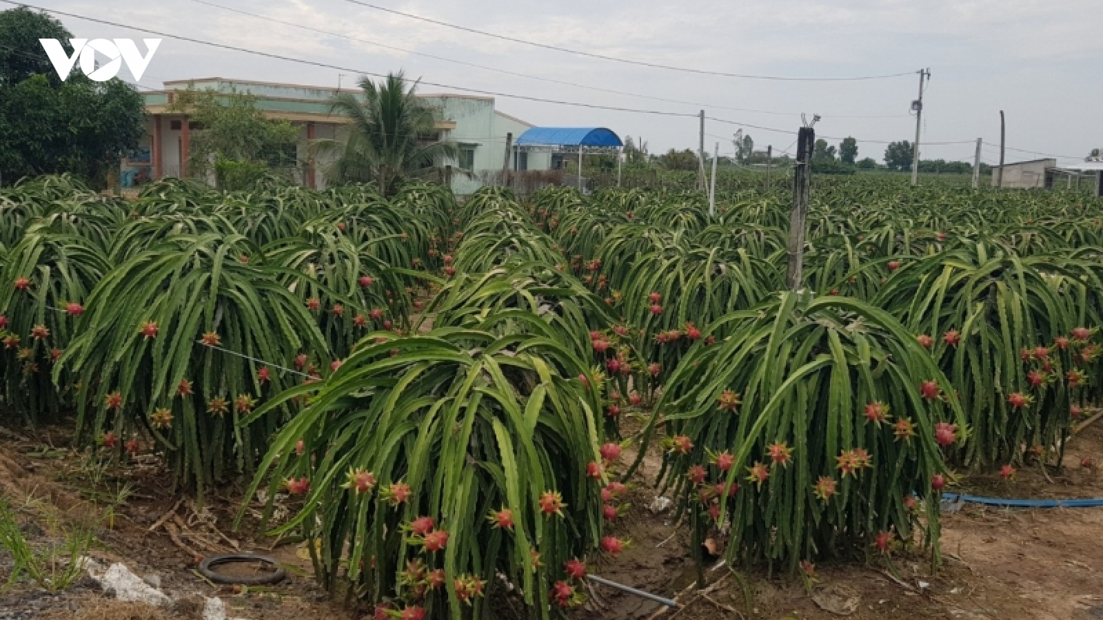 Ô nhiễm nghiêm trọng từ các vườn cây thanh long