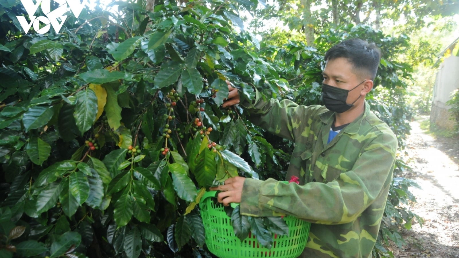 Giải pháp nâng cao năng suất, chất lượng 5.000 ha cà phê ở TP Sơn La
