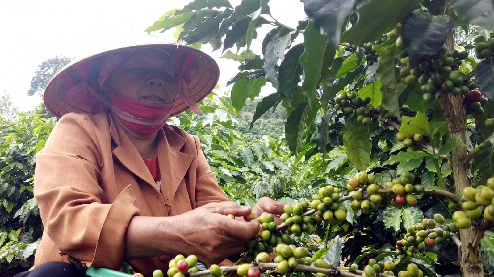 Thành lập HTX để gây dựng thương hiệu cho cây cà phê Sơn La