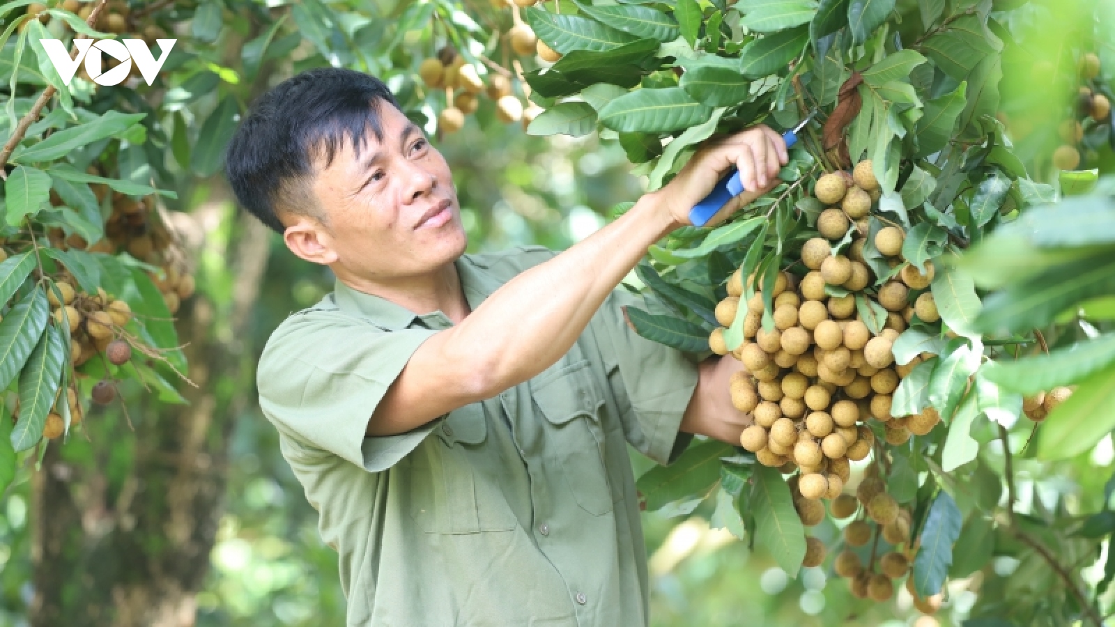 Tỷ phú nông dân nơi vùng cao Yên Châu