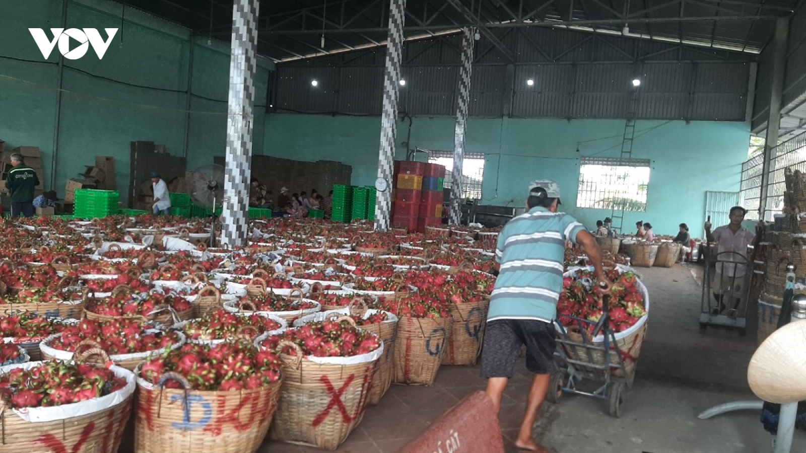 Trái thanh long ở Tiền Giang chín đỏ, thương lái mạnh tay ép giá nhà vườn