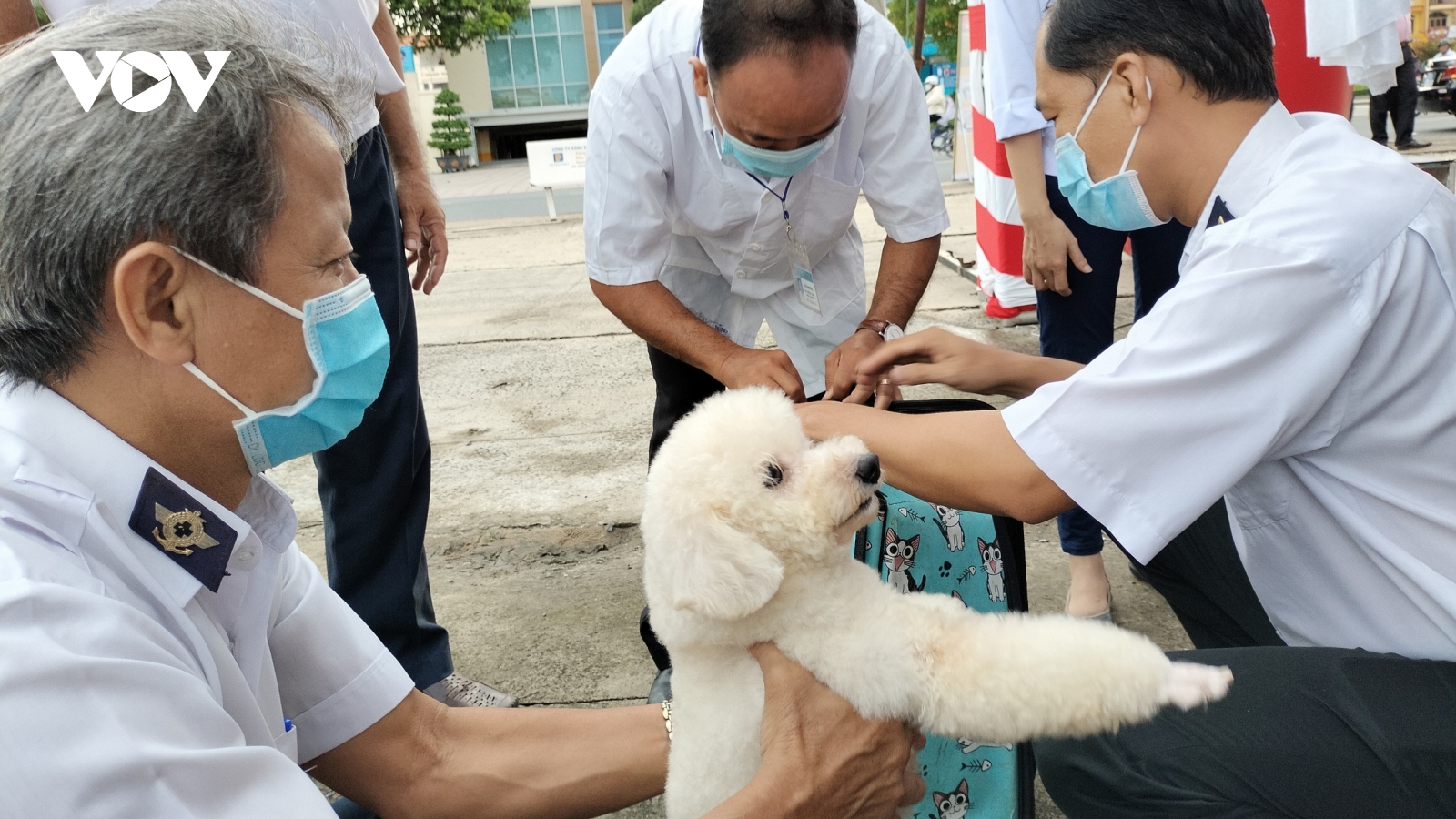 Vì sao bệnh dại bùng phát tại tỉnh Bến Tre?