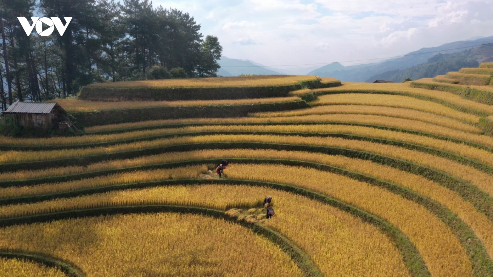 Lúa chín vàng trên những triền ruộng Mù Cang Chải