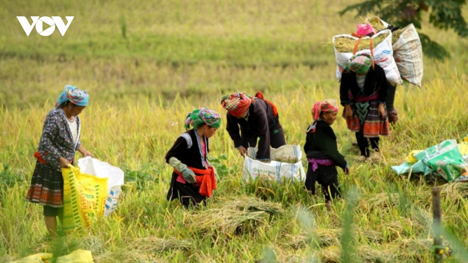 Vietnam prioritises economic growth associated with caring for the poor