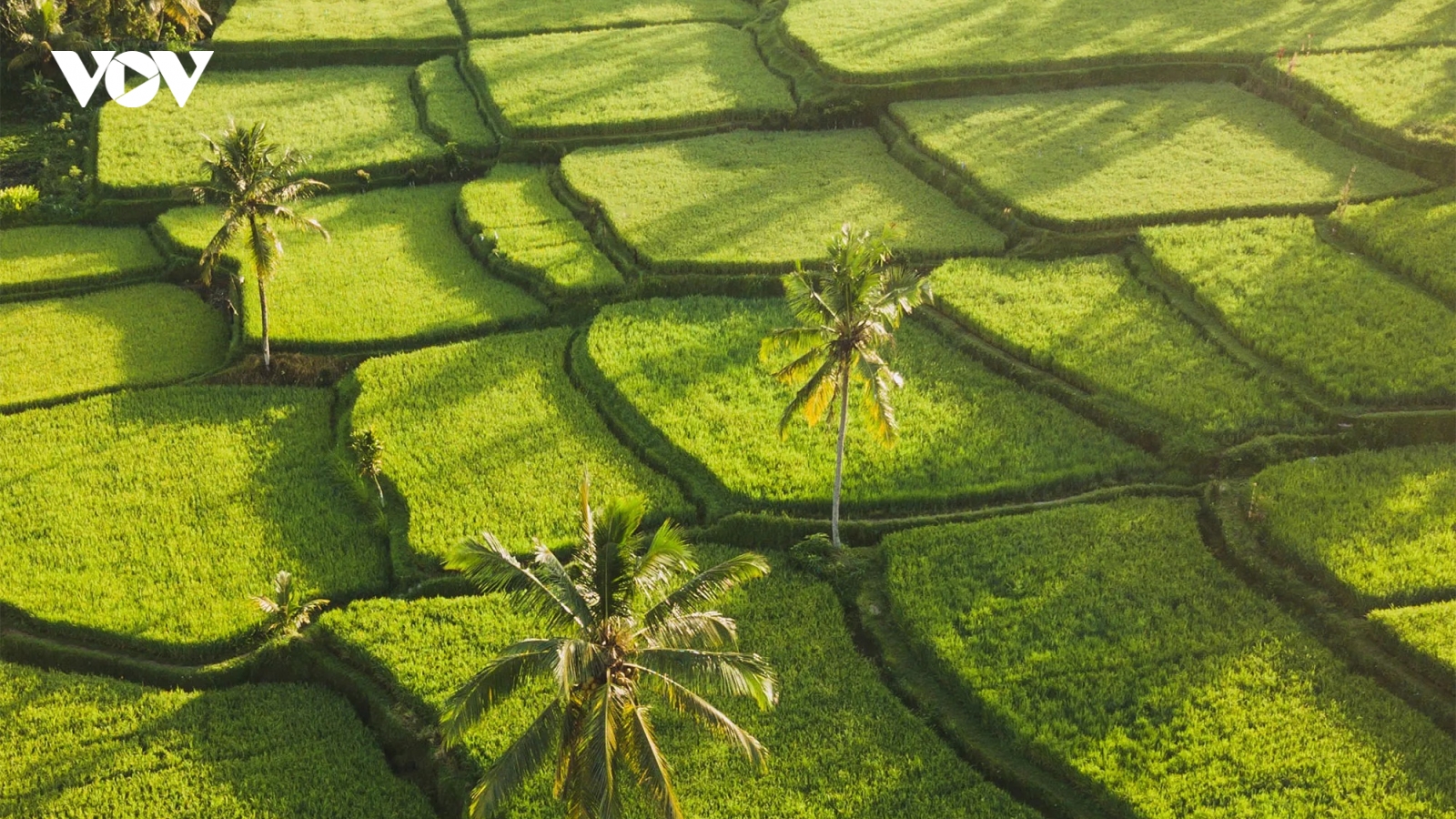 Những bức ảnh ấn tượng khiến bạn lập tức muốn đến Bali