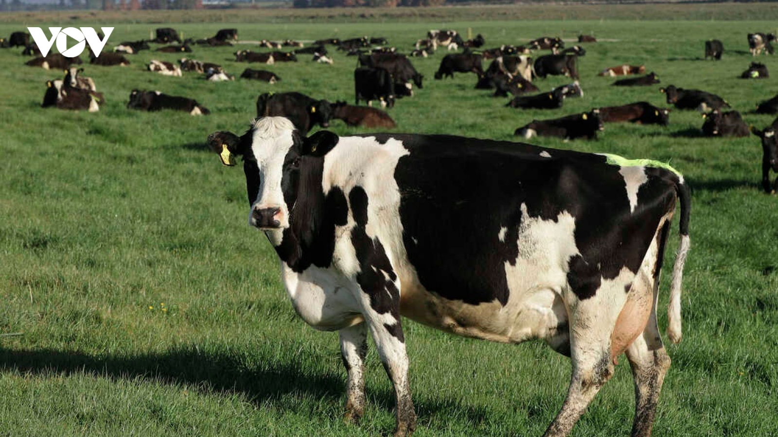 New Zealand đề xuất đánh thuế khí nhà kính do gia súc thải ra