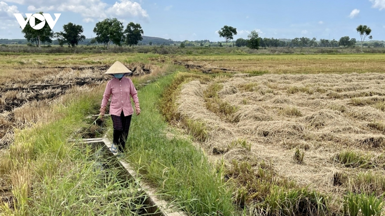 Giá lúa giảm, nhiều nông dân ở Bà Rịa - Vũng Tàu bỏ ruộng vụ 3