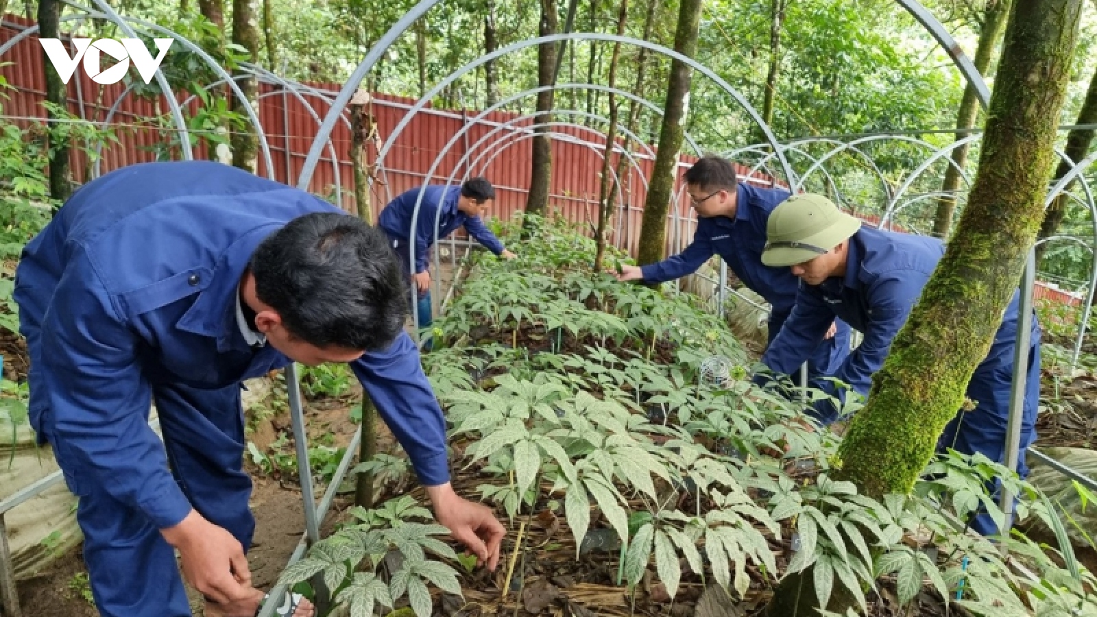 Cây tiền tỷ trên đất nghèo Lai Châu