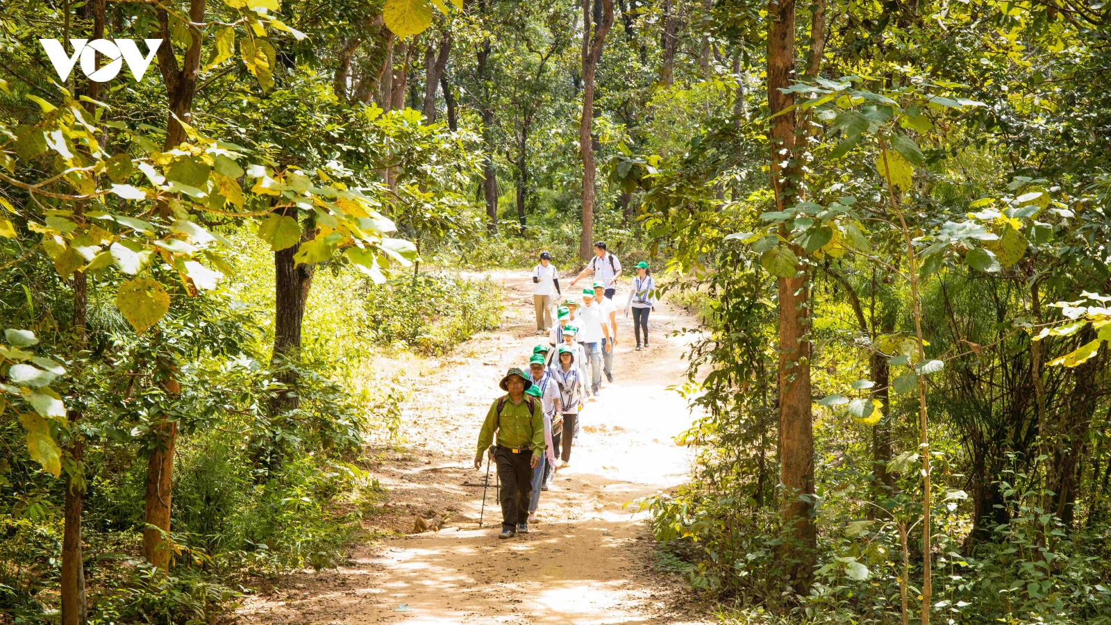 Chung tay trồng cây phủ xanh rừng đầu nguồn
