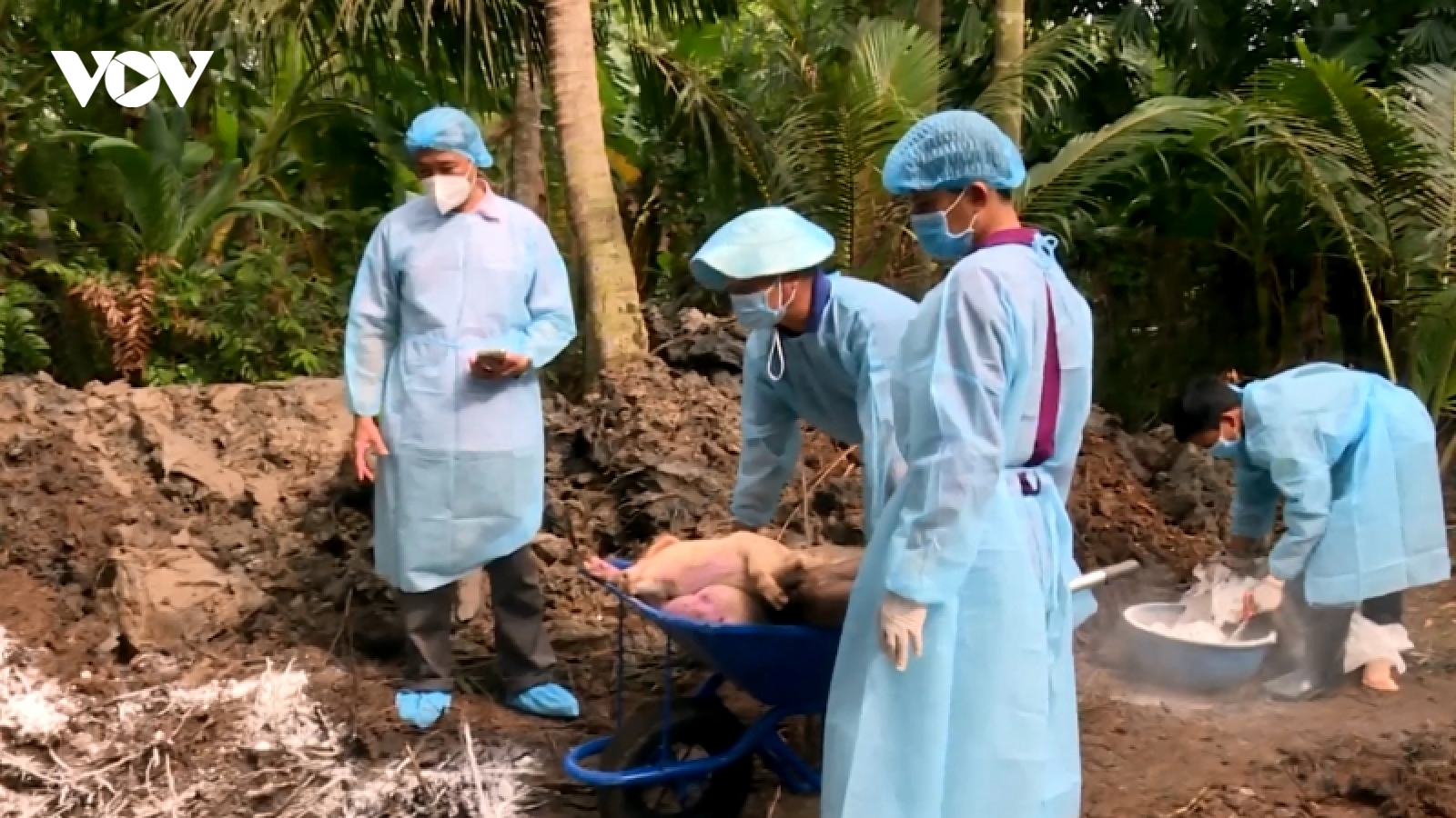 Tái phát dịch tả lợn châu Phi ở Trà Vinh, thêm 300 con phải tiêu hủy