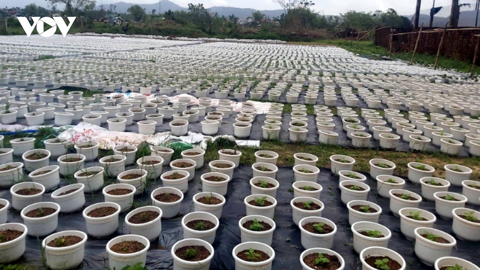 Người dân trồng hoa, rau vụ Tết ở Đà Nẵng gian nan sau mưa lũ