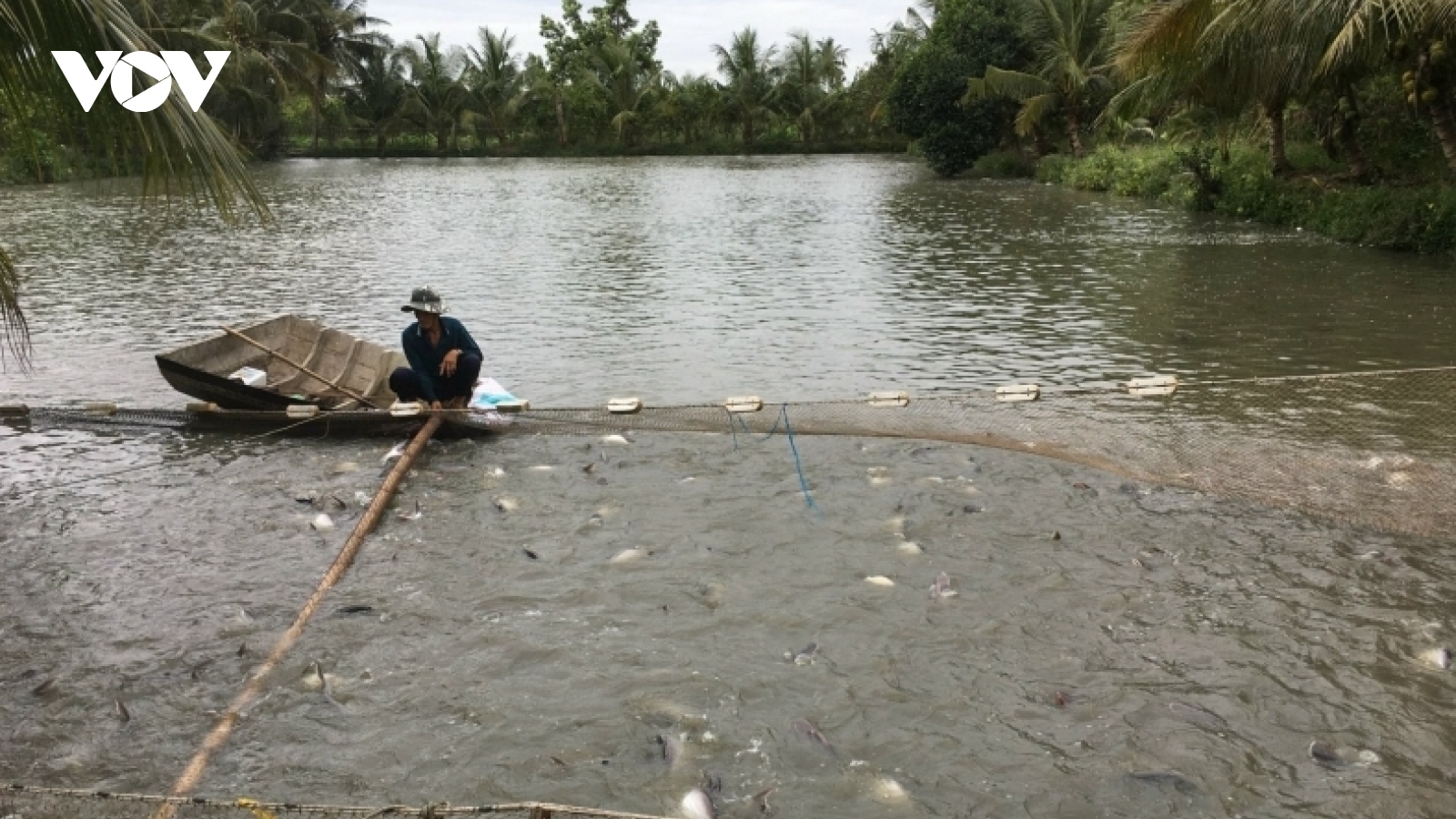 Người nuôi cá tra thương phẩm chịu áp lực của giá con giống và thức ăn tăng cao