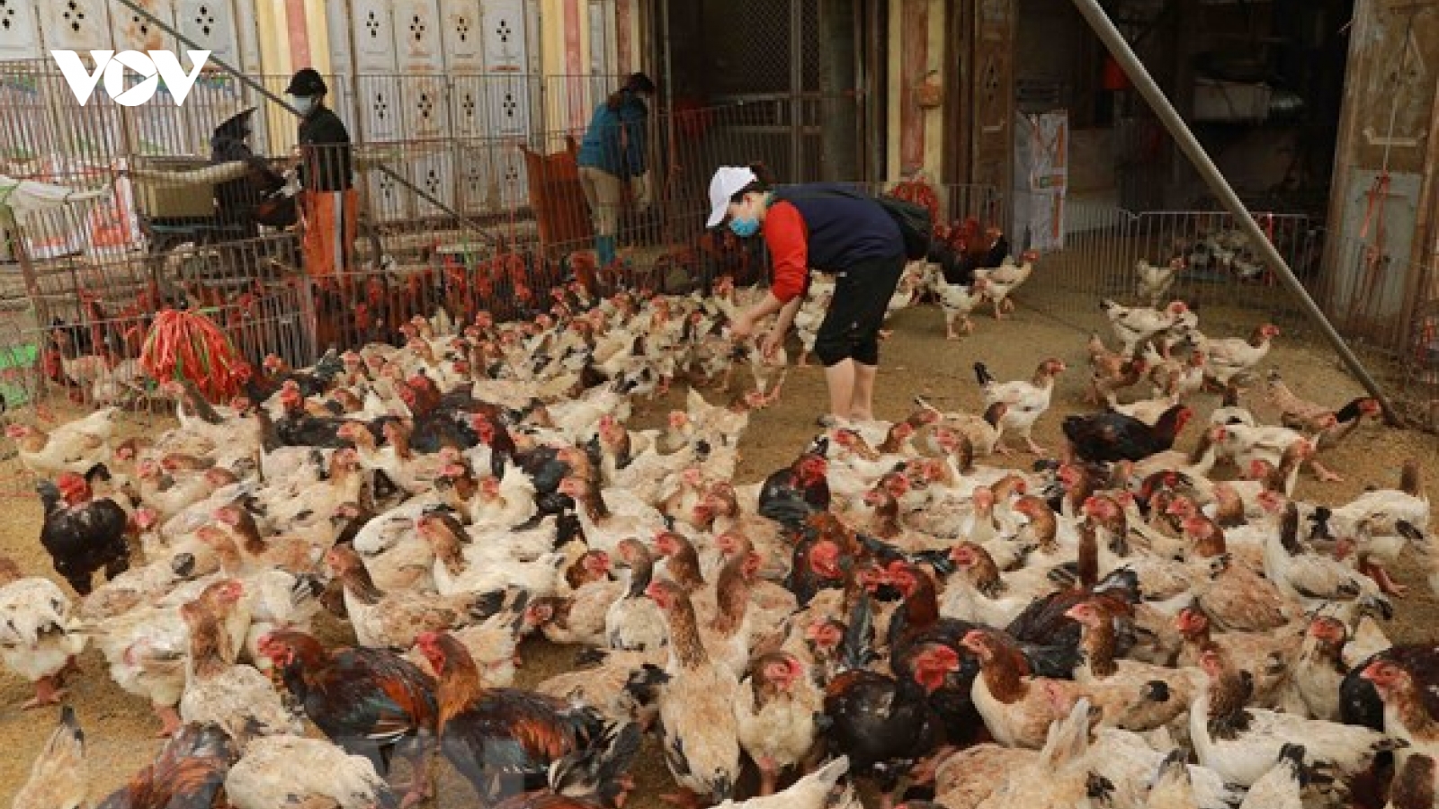 Bệnh nhi nhiễm cúm gia cầm A/H5 ở Phú Thọ đã qua cơn nguy kịch