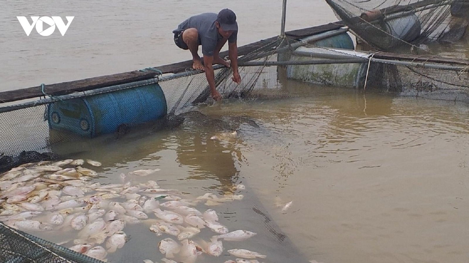 Cá nuôi lồng chết hàng loạt, người dân Thừa Thiên Huế thiệt hại nặng nề
