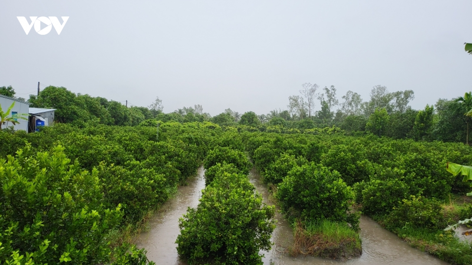 Hơn 28.000 ha đất sản xuất ở Hậu Giang có nguy cơ bị ảnh hưởng do ngập nước