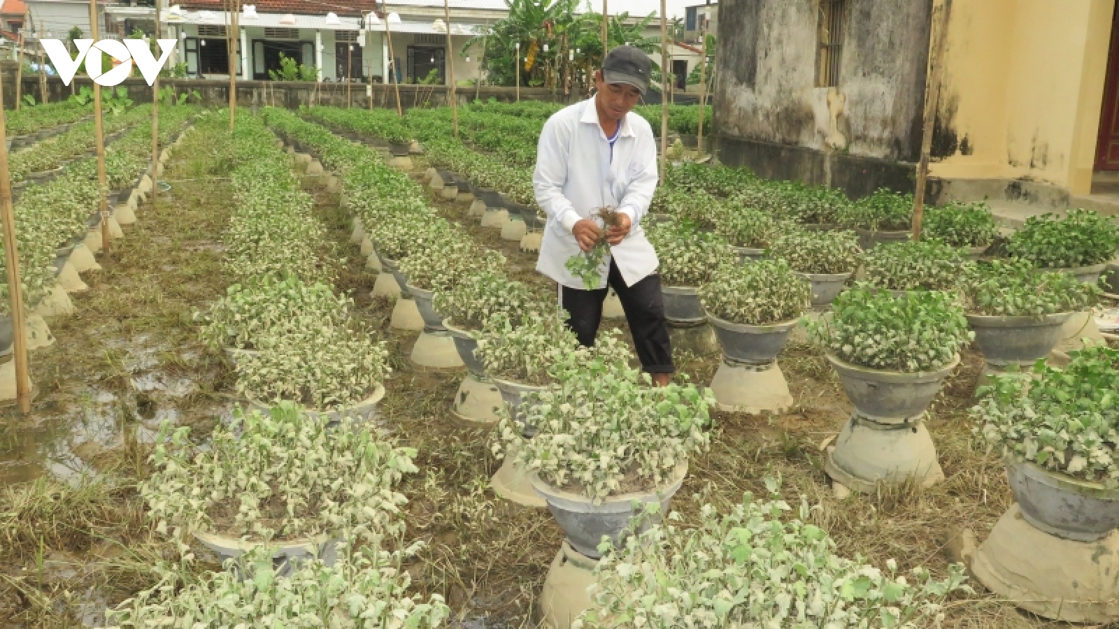 Người trồng hoa Tết ở Huế thiệt hại nặng sau lũ lớn