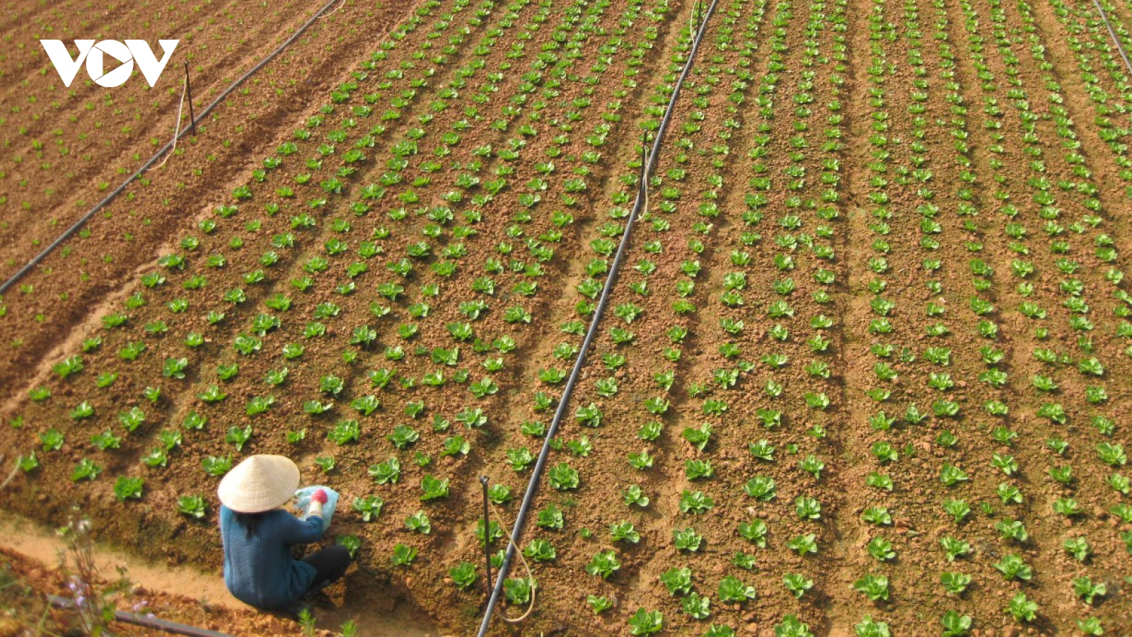 Lâm Đồng siết chặt quản lý nguồn gốc nông sản VietGAP