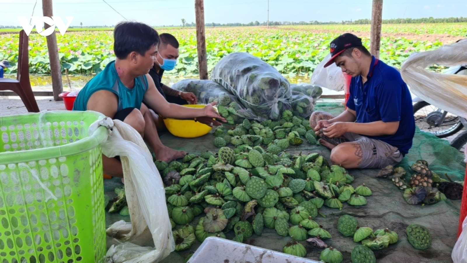 Đồng Tháp phát triển ngành hàng sen chất lượng, an toàn và bền vững