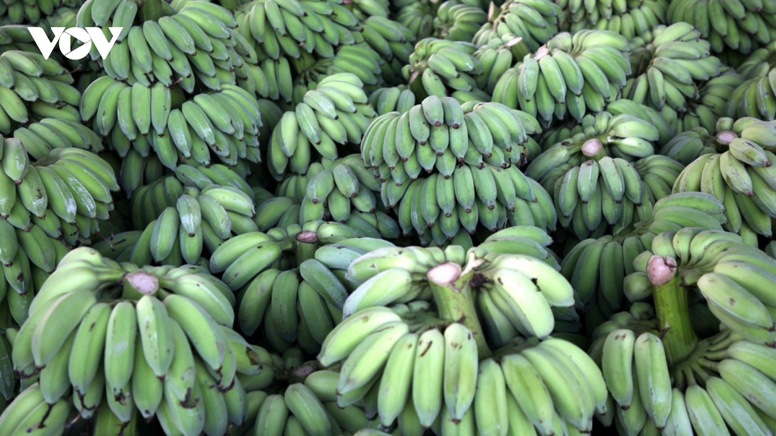 Ample room for Vietnamese banana exports in Japanese market