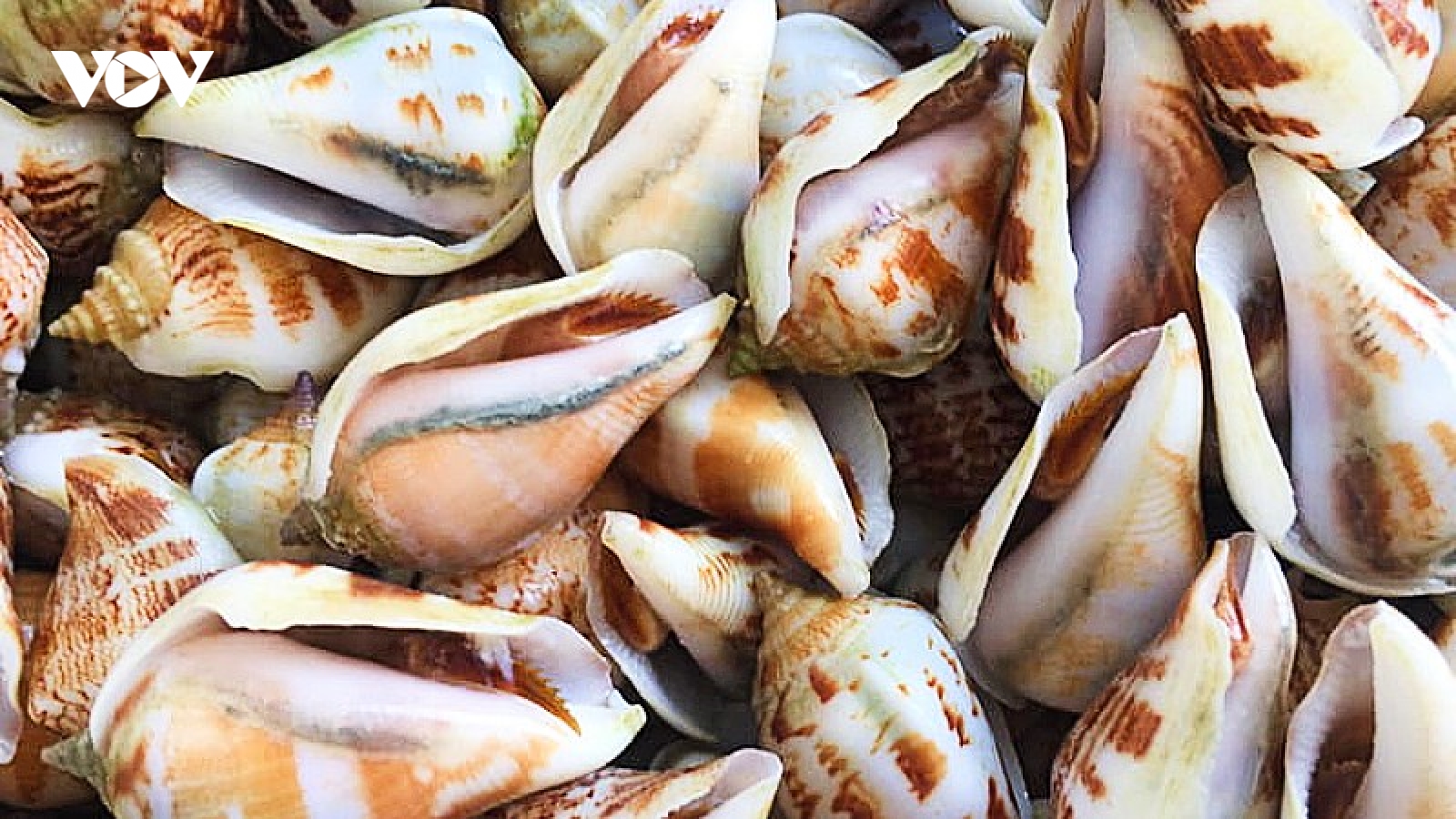 Loại hải sản có tên rất lạ, giá ngày càng đắt đỏ