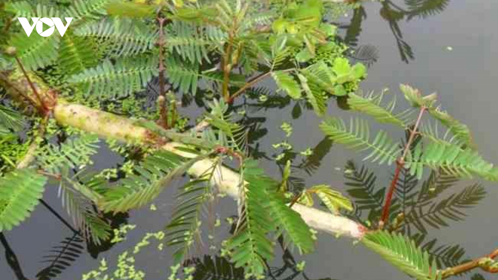 Trồng loại “rau nổi”, bỏ 1 vốn thu 4 lời