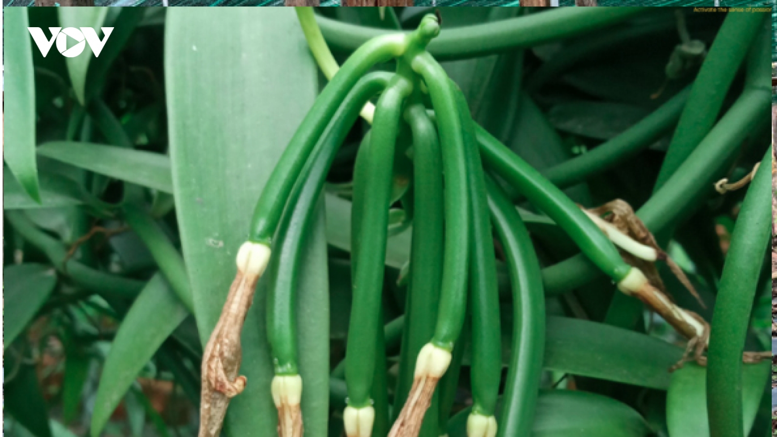 Trồng cây “lạ”, thu quả bán giá đến 20 triệu đồng/kg
