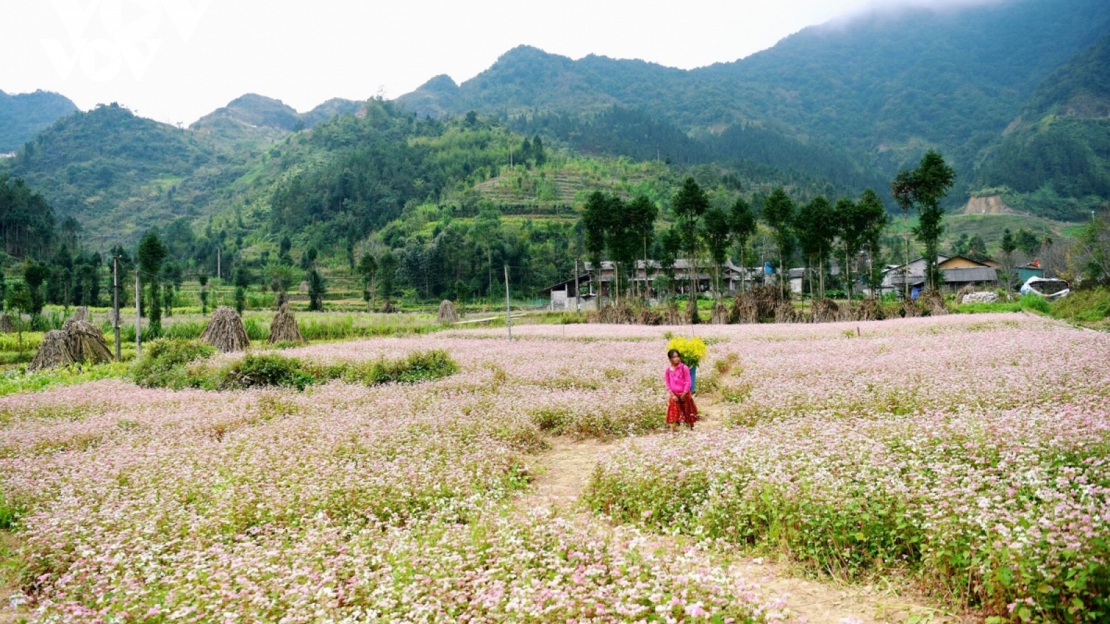 Cảnh giác với nạn lừa đảo "đặt phòng ảo" tại Đồng Văn, Hà Giang