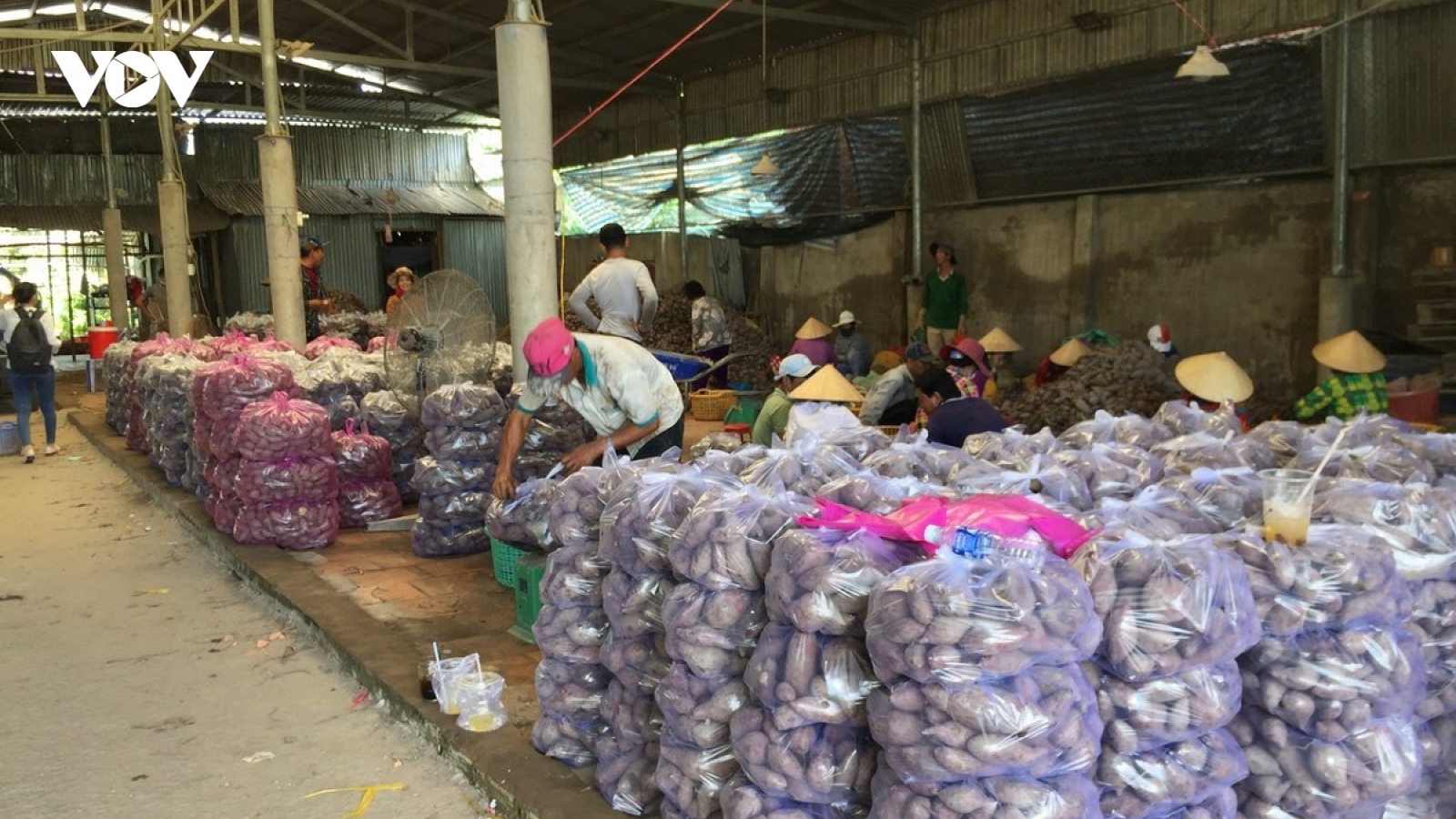 Vĩnh Long chuẩn hóa quy trình sản xuất khoai lang, sẵn sàng cho xuất khẩu chính ngạch