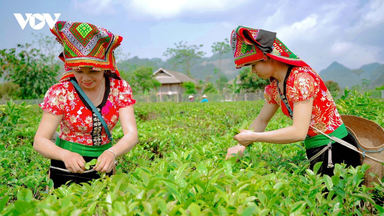 Mộc Châu - Thị xã tương lai trên rẻo cao Tây Bắc