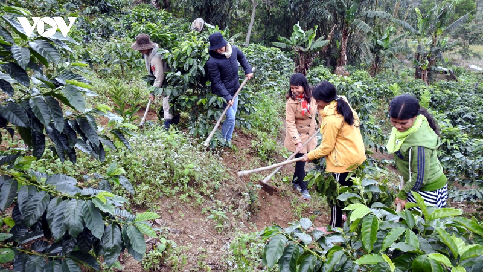 Nông sản hàng hóa khó phát triển theo kiểu “dàn hàng ngang”